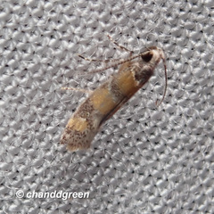 Promalactis lobatifera