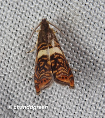 Hilarographa shehkonga