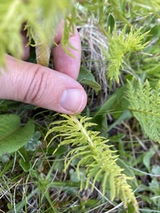 Pedicularis condensata