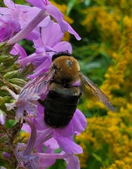 Xylocopa virginica