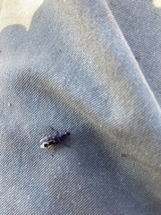 Buprestinae