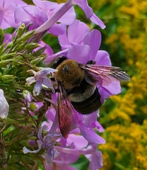 Xylocopa virginica