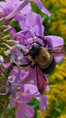 Xylocopa virginica