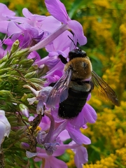 Xylocopa virginica