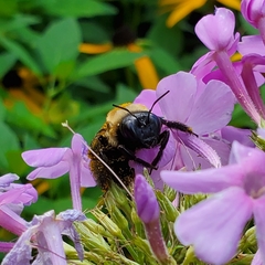 Xylocopa virginica