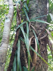 Freycinetia formosana