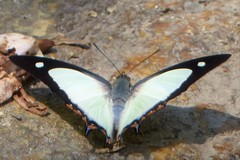 Polyura jalysus