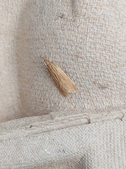 Helcystogramma rufescens