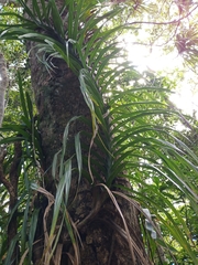 Freycinetia formosana