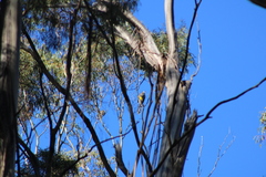 Anthochaera paradoxa