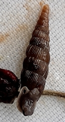 Alinda biplicata