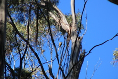 Anthochaera paradoxa