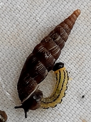 Alinda biplicata