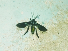 Macrocneme chrysitis