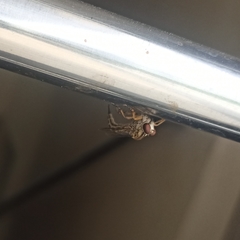 Asilidae