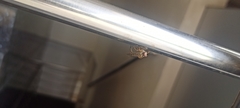 Asilidae