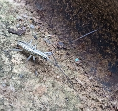 Macrochenus tigrinus