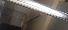 Asilidae