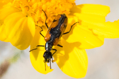 Eupompha elegans
