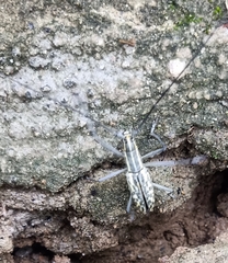 Macrochenus tigrinus