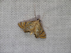 Cataclysta lampetialis