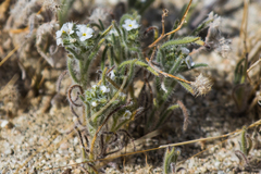 Cryptantha maritima