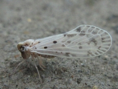 Mysidioides sapporoensis