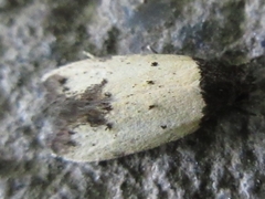 Tyrolimnas anthraconesa
