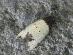 Tyrolimnas anthraconesa