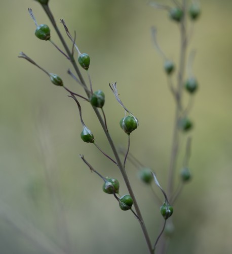 Soap Plant winter