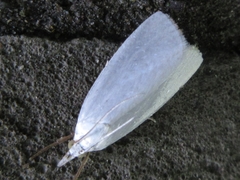 Pseudocatharylla simplex