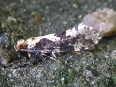 Morophagoides moriutii