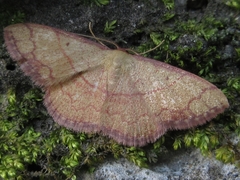 Pylargosceles steganioides