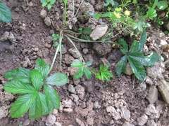 Potentilla kleiniana