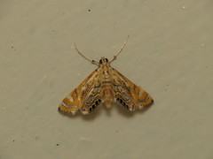 Cataclysta lampetialis