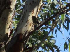 Acanthiza inornata