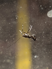 Caloptilia triadicae