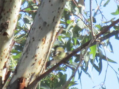 Acanthiza inornata