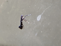 Caloptilia triadicae