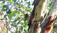Acanthiza inornata