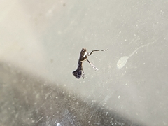 Caloptilia triadicae