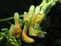 Lathyrus davidii