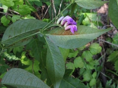 Vicia unijuga