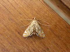 Cataclysta lampetialis