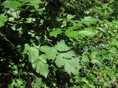 Rubus coreanus