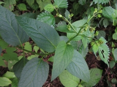 Scrophularia kakudensis