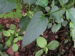 Scrophularia kakudensis