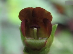 Scrophularia kakudensis