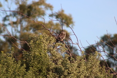 Anthochaera paradoxa paradoxa