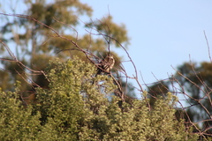 Anthochaera paradoxa paradoxa